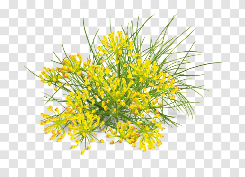 Highway M07 Cut Flowers Dill Fennel Mustard - Yellow - Plant Transparent PNG