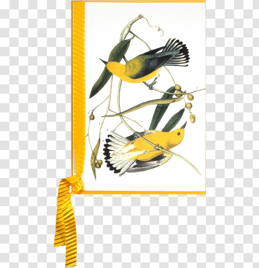 The Birds Of America New World Warbler National Audubon Society Bird Prints: A Portfolio 6 Self-Matted Full Color Prints - Printmaking Transparent PNG
