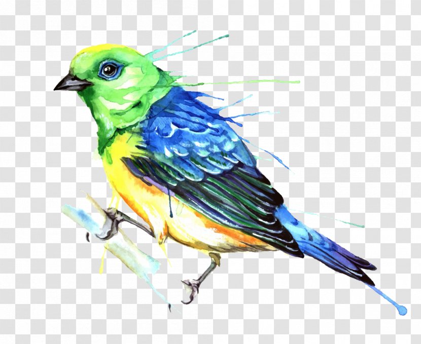 Bird Watercolor Painting Photography Illustration Transparent PNG