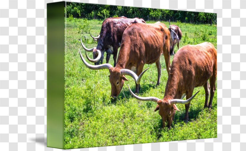 Texas Longhorn English Grazing Pasture Ox Transparent PNG