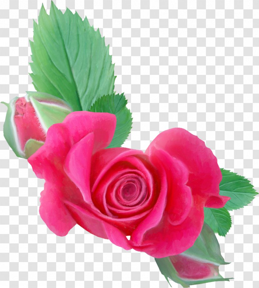 Garden Roses Cut Flowers - Rosa Centifolia - Flower Transparent PNG