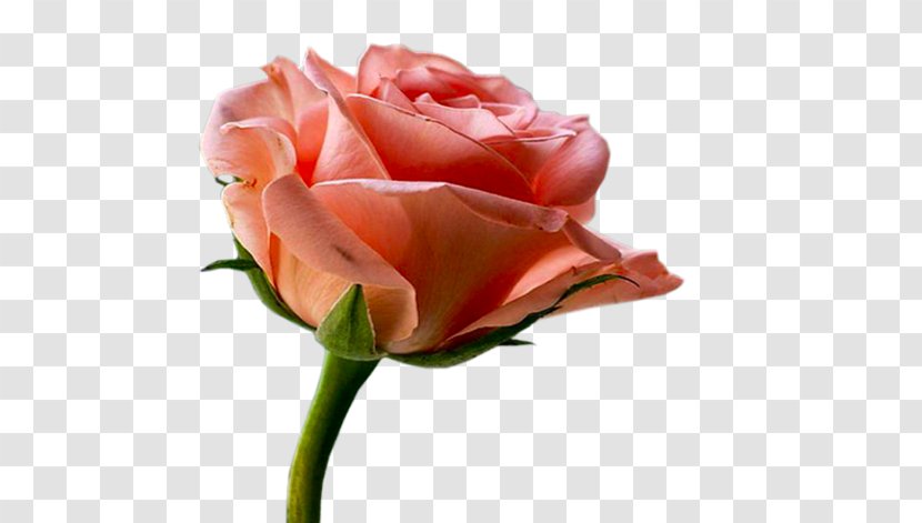 Garden Roses Cabbage Rose Floribunda Cut Flowers Sildenafil - Rosa Centifolia - Plant Transparent PNG