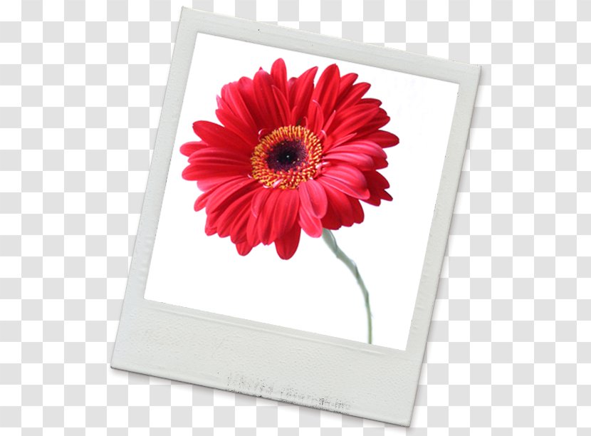 Cut Flowers Floral Design Art Buyer Transvaal Daisy - Flower - Gerbera Transparent PNG