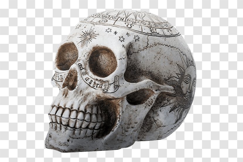 Skull Resin Casting Skeleton Alchemy - Nasal Cavity - Hand-painted Transparent PNG