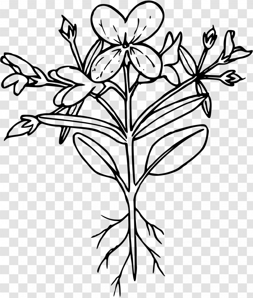 Line Art Drawing Clip - Cut Flowers - Mary Transparent PNG