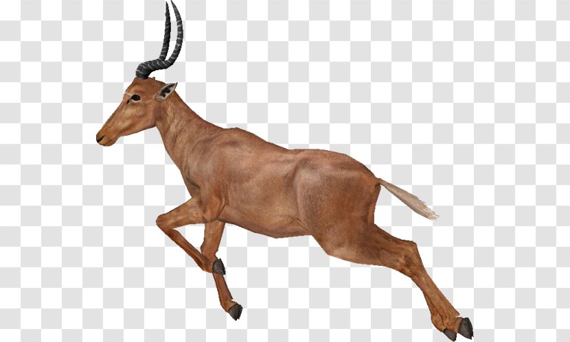 Gazelle Impala Antelope Deer Zoo Tycoon - 2 Transparent PNG