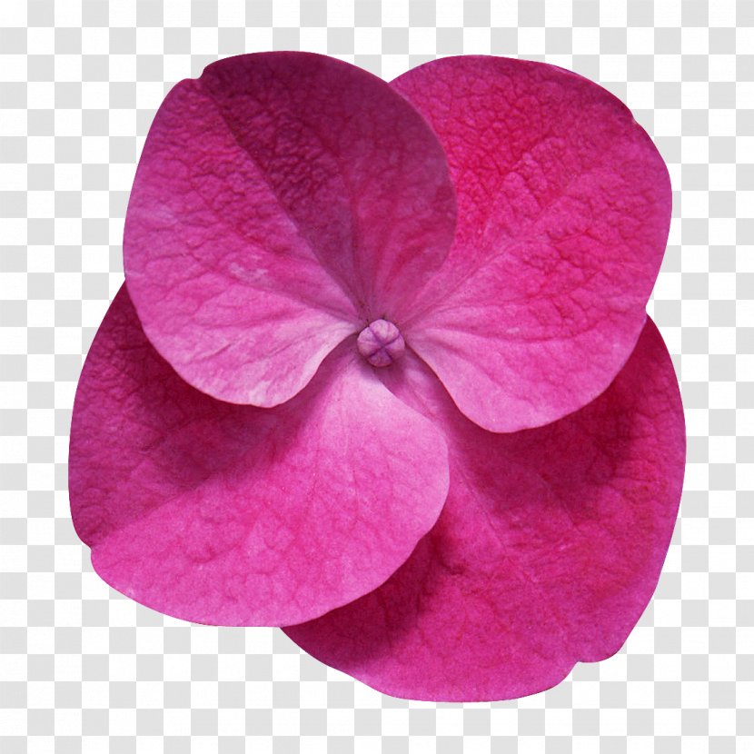 Flower Desktop Wallpaper Clip Art - Pink - Flor Transparent PNG