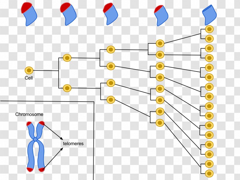 Hayflick Limit Telomere Cellular Senescence - Point - Aging Transparent PNG