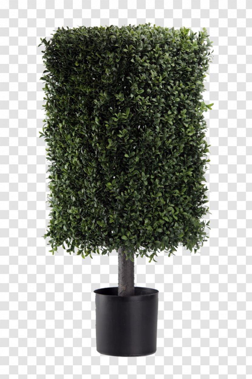 Tree Topiary Evergreen Buxus Sempervirens Shrub Transparent PNG