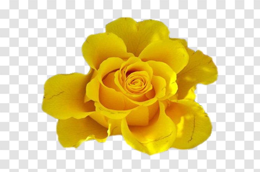 Yellow Cut Flowers Rose Blue - Petal - Flower Transparent PNG
