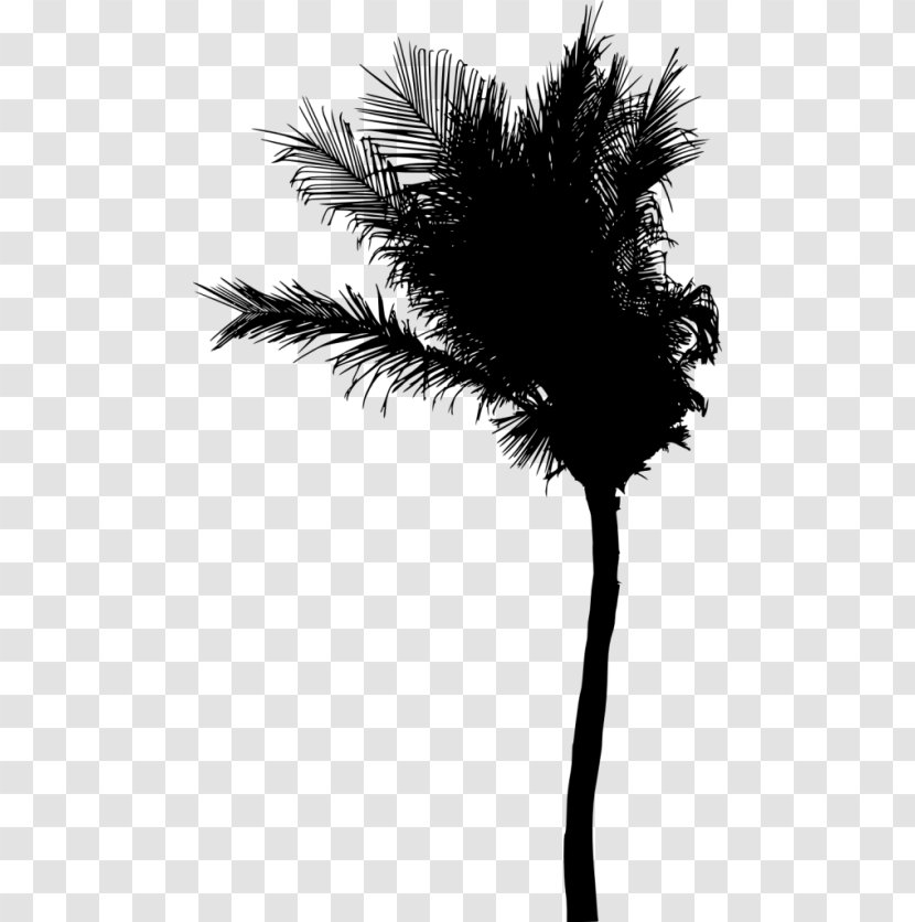 Asian Palmyra Palm Silhouette Arecaceae - Cartoon Transparent PNG