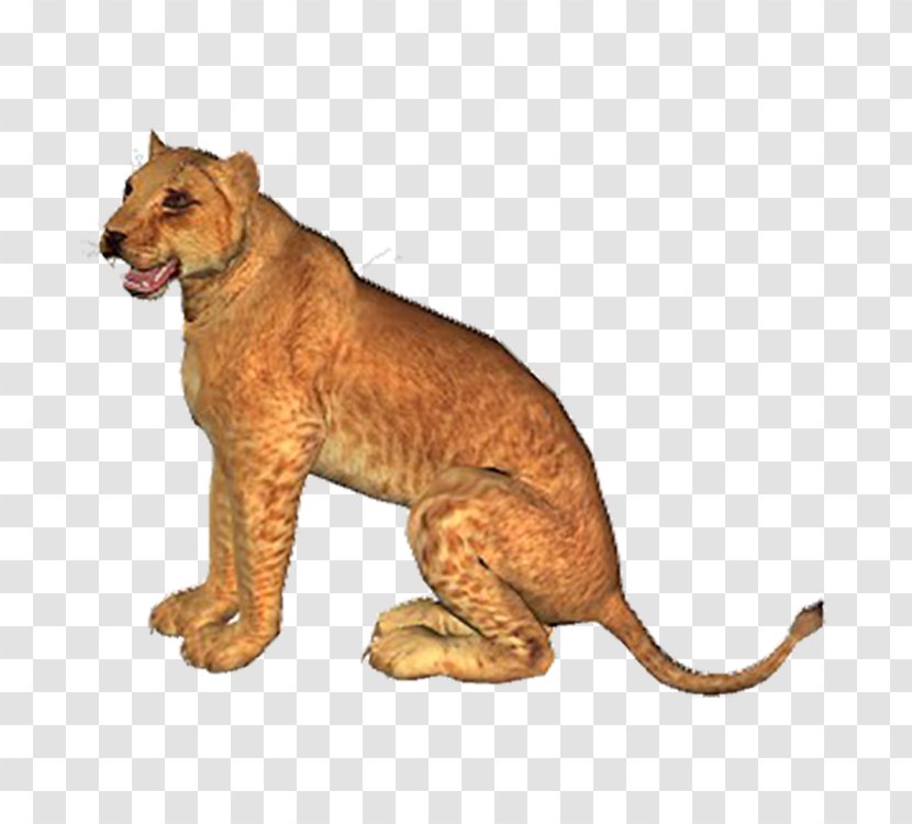 Lion Download Tiger Computer File - Carnivoran Transparent PNG