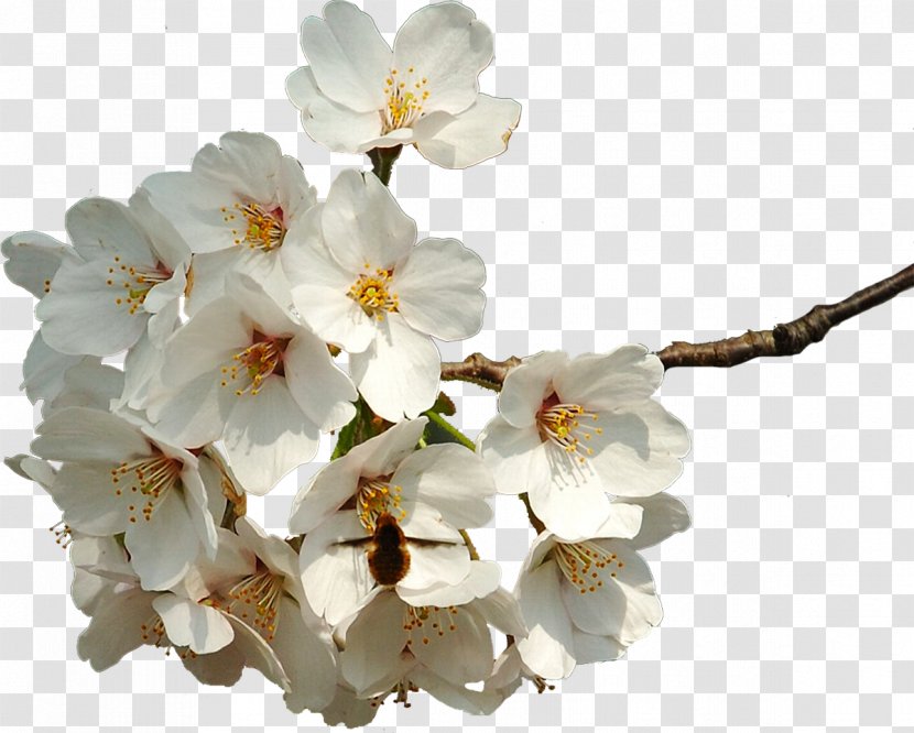 Flower Spring Petal Cherry Blossom Transparent PNG