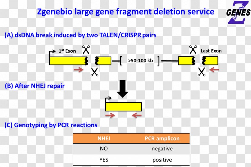 Gene Knockout Web Page Transcription Activator-like Effector Nuclease - Brand - Total Nonstop Deletion Transparent PNG