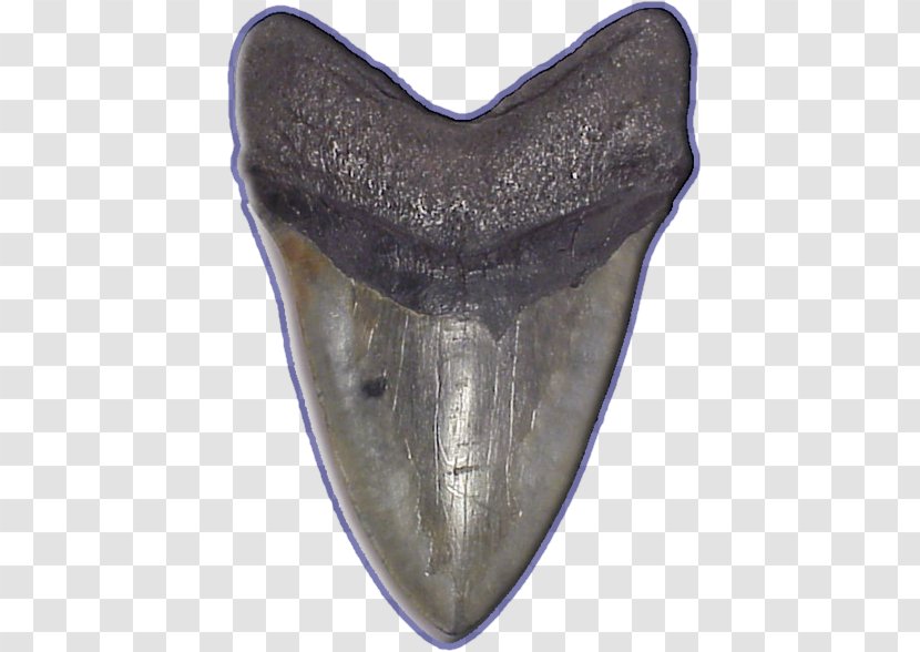 Shark Tooth Megalodon Fossil - Isurus Oxyrinchus Transparent PNG