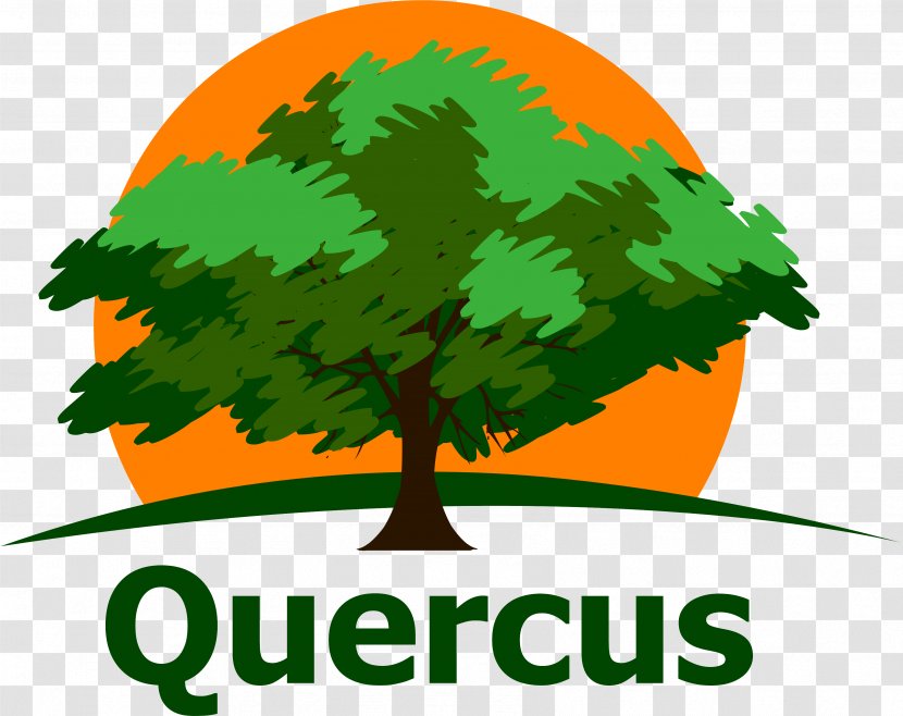 Clip Art Green Leaf Logo Periodic Table - Quercus Transparent PNG