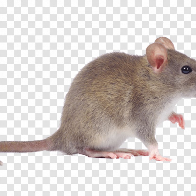 Rodent Mouse Rat Pest Control Cockroach - Vole Transparent PNG