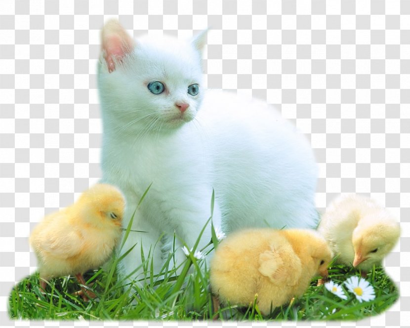Desktop Wallpaper Kitten Download Cat - Fleur-de-lys Transparent PNG