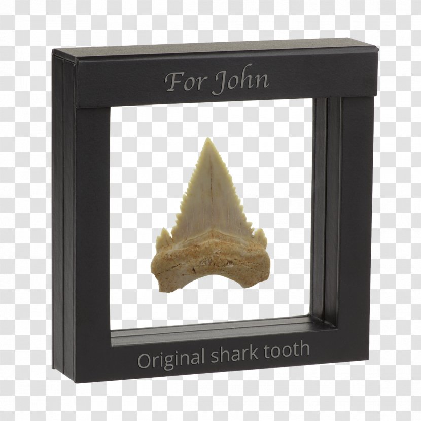 Fossil Shark Tooth Picture Frames - Teeth Transparent PNG