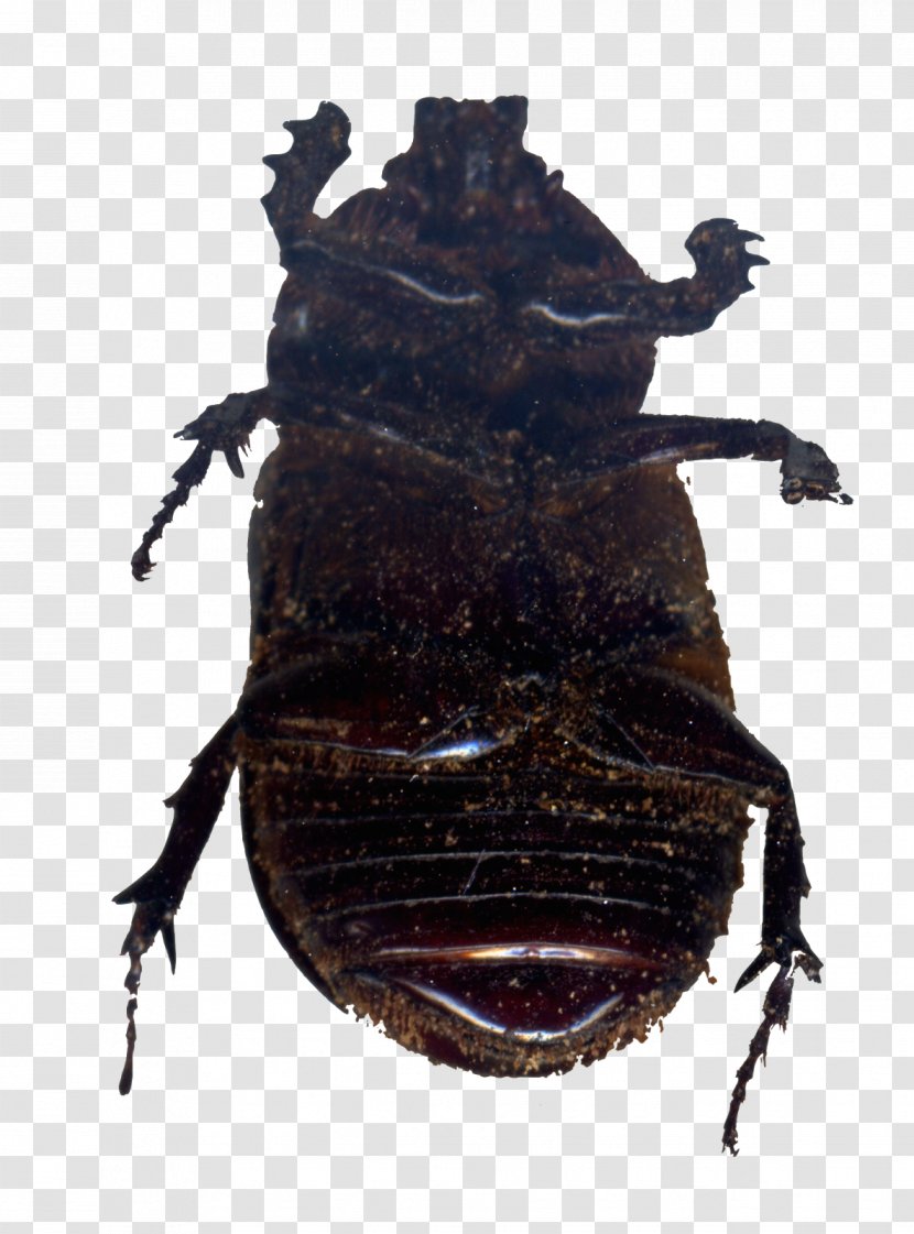 Japanese Rhinoceros Beetle Dung Weevil Beetles Transparent PNG