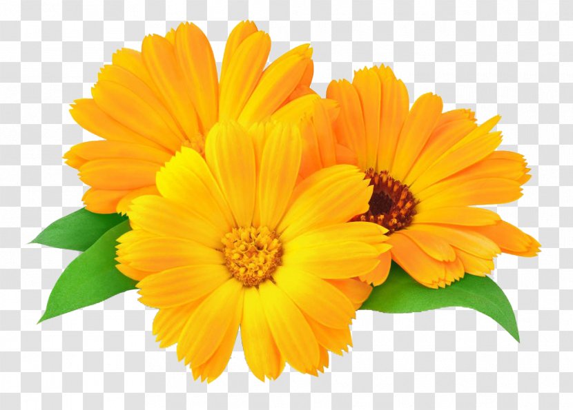 Calendula Officinalis Marigold Flower Oil Skin - Beauty Transparent PNG