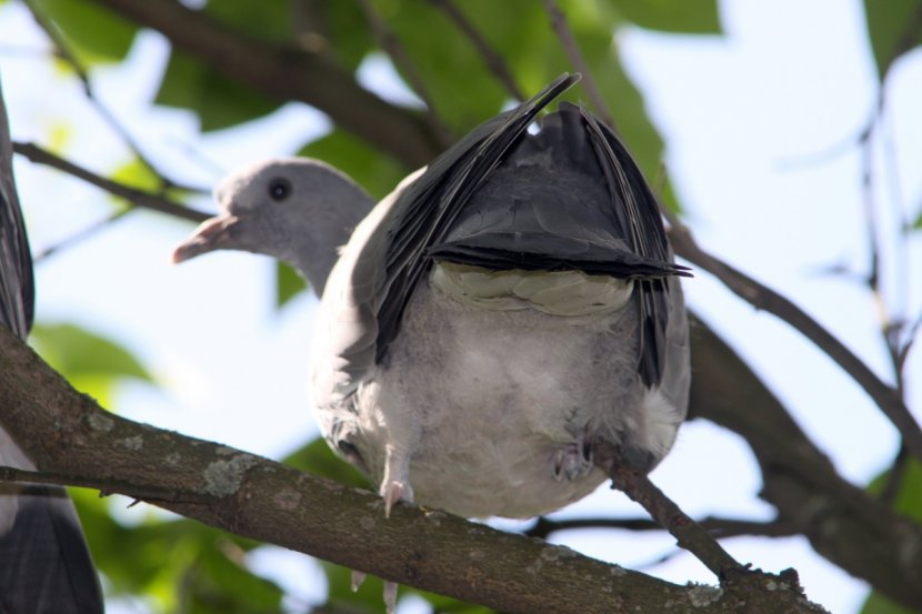 Bird Columbidae Domestic Pigeon Typical Pigeons Beak - Imdb Transparent PNG