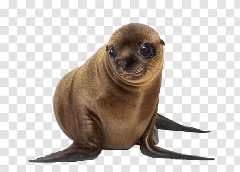 California Sea Lion Galxe1pagos UCLA Anderson School Of Management Japanese - Earless Seal Transparent PNG