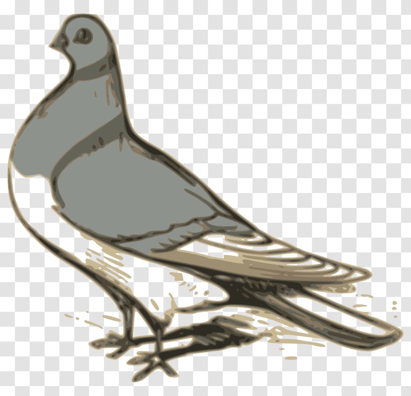 Columbidae English Carrier Pigeon Homing Bird Clip Art - Feather Transparent PNG