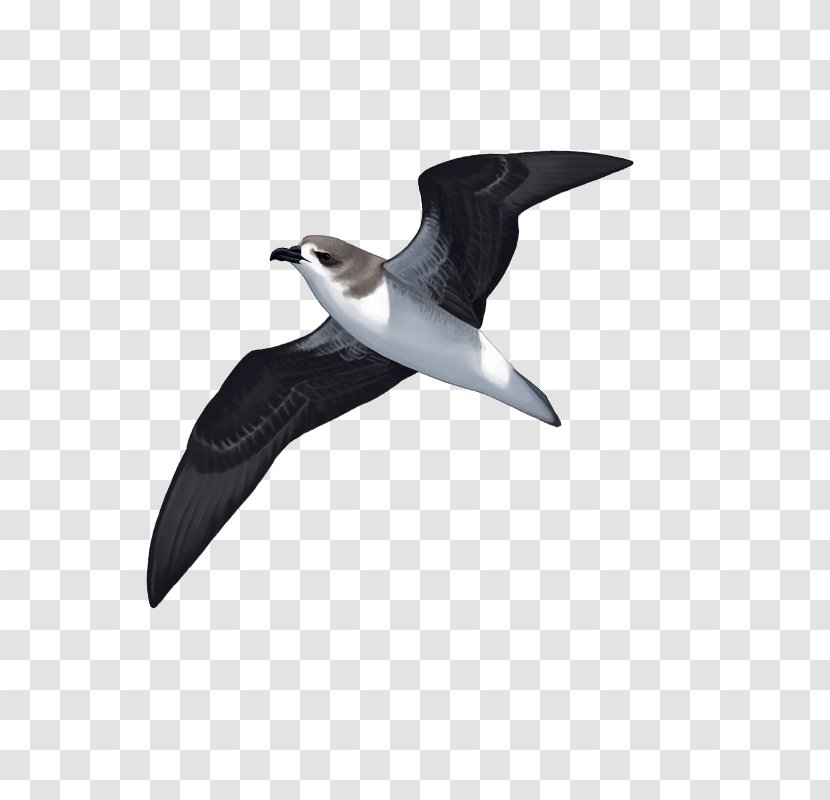 Seabird Costeiras Shorebirds Beak - Fin - Peixe Espada Preta Transparent PNG