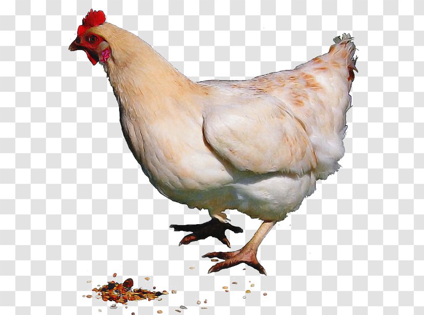 Chicken Bird Rooster Fowl Beak - Livestock Poultry Transparent PNG