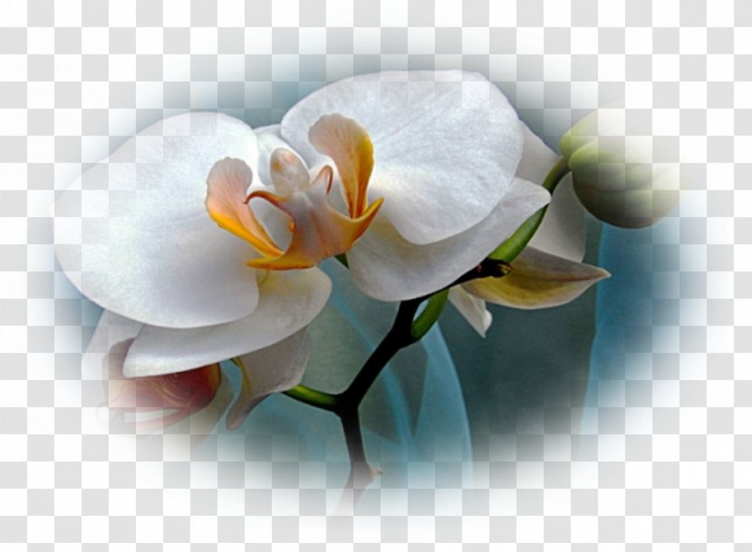 Moth Orchids Desktop Wallpaper Computer - White Transparent PNG