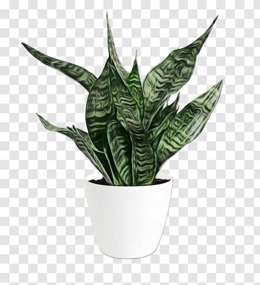 Houseplant Flowerpot Leaf Plant Flower - Anthurium - Arrowroot Family Transparent PNG
