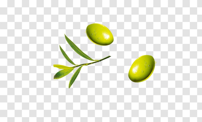 Fruit Olive - Product Design - Leaf Transparent PNG