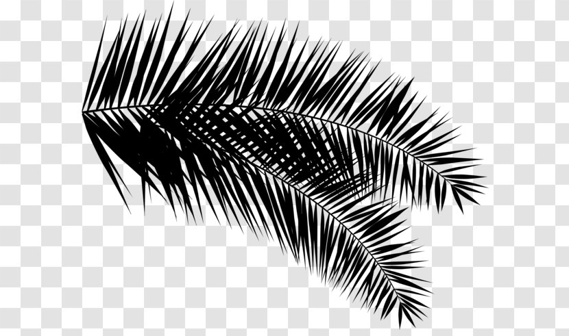 Palm Trees Eyelash - Watercolor - Cartoon Transparent PNG