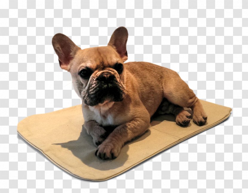 French Bulldog Toy Puppy Fawn - Animation - FRENCH BULLDOG Transparent PNG