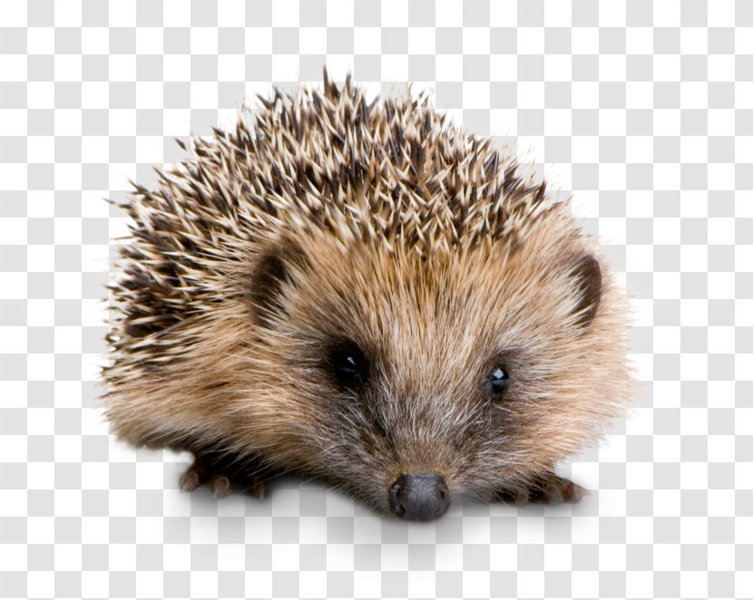 Four-toed Hedgehog Domesticated British Preservation Society Stock Photography Pet - United Kingdom - Kinder Garten Transparent PNG