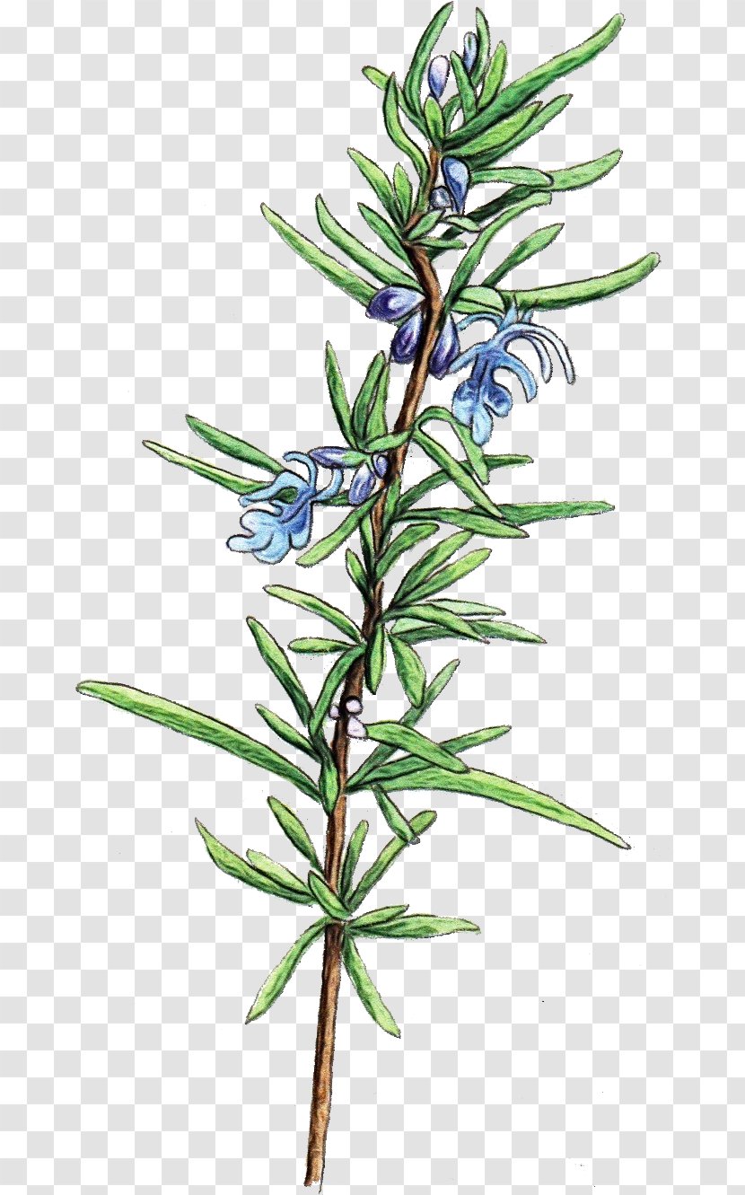 Rosemary - Paint - Herbaceous Plant Subshrub Transparent PNG