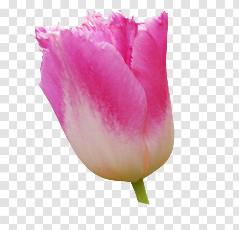 Tulip Rose Family Pink M Petal - Plant Transparent PNG