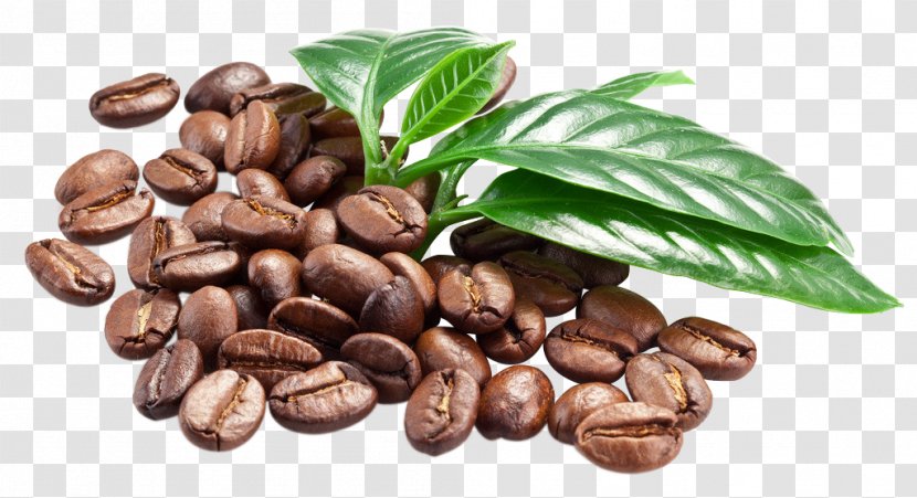 Coffee Bean Espresso Caffè Macchiato - Jamaican Blue Mountain Transparent PNG