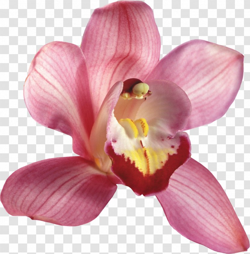 Orchids Flower Clip Art - Magenta - Euclidean Transparent PNG