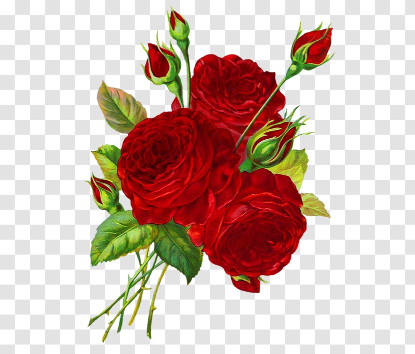 Drawing Rose Red Clip Art - Flower - Roses Transparent PNG