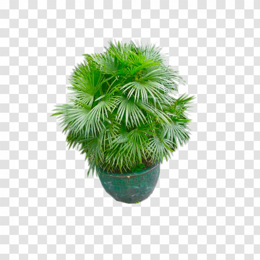 Texture Mapping Palm Trees 3D Computer Graphics Autodesk 3ds Max Houseplant - Arecales - Plants Piranha Plant Transparent PNG