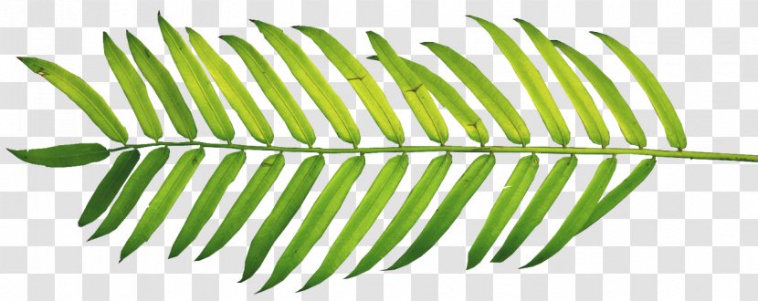 Clip Art Palm Branch Trees Palm-leaf Manuscript - Easter - Leaf Transparent PNG