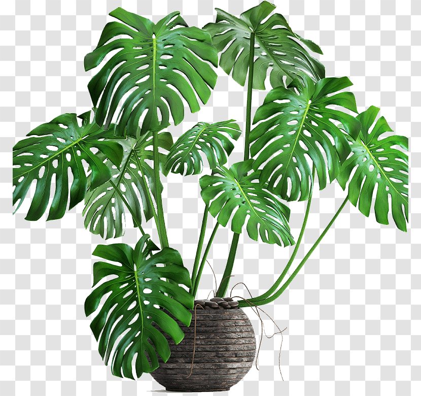 Swiss Cheese Plant Philodendron Bipinnatifidum Houseplant Autodesk 3ds Max Transparent PNG