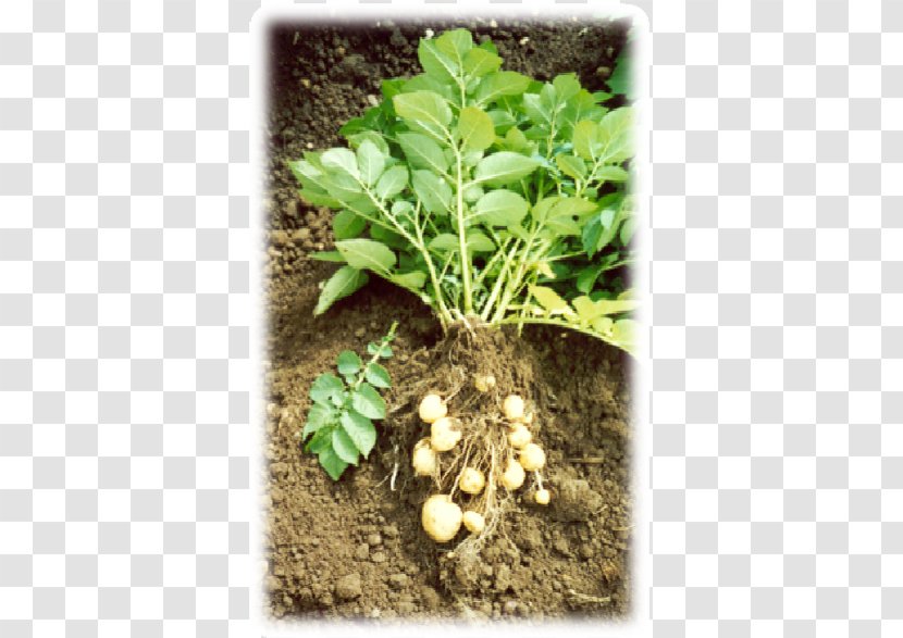 Leaf Vegetable Herb Soil - Vegetarian Food - Potatoes Plant Images Transparent PNG