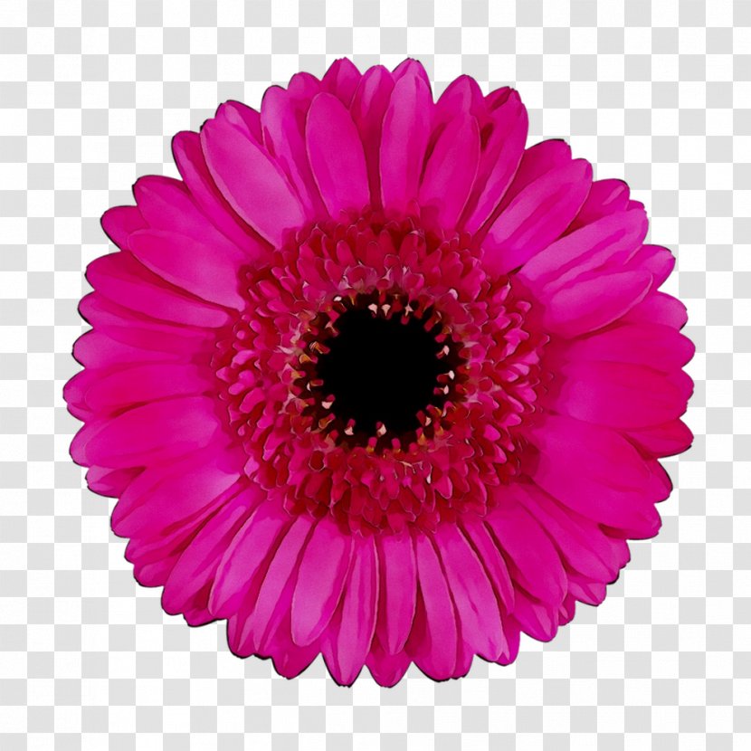 Transvaal Daisy Cut Flowers Floristry Floral Design - Red - Pink Transparent PNG