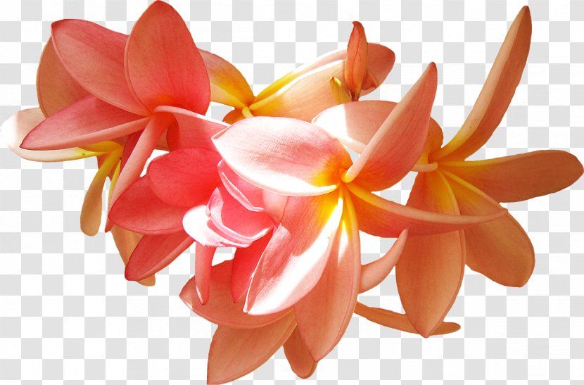Petal Flower Frangipani Clip Art - Cut Flowers Transparent PNG