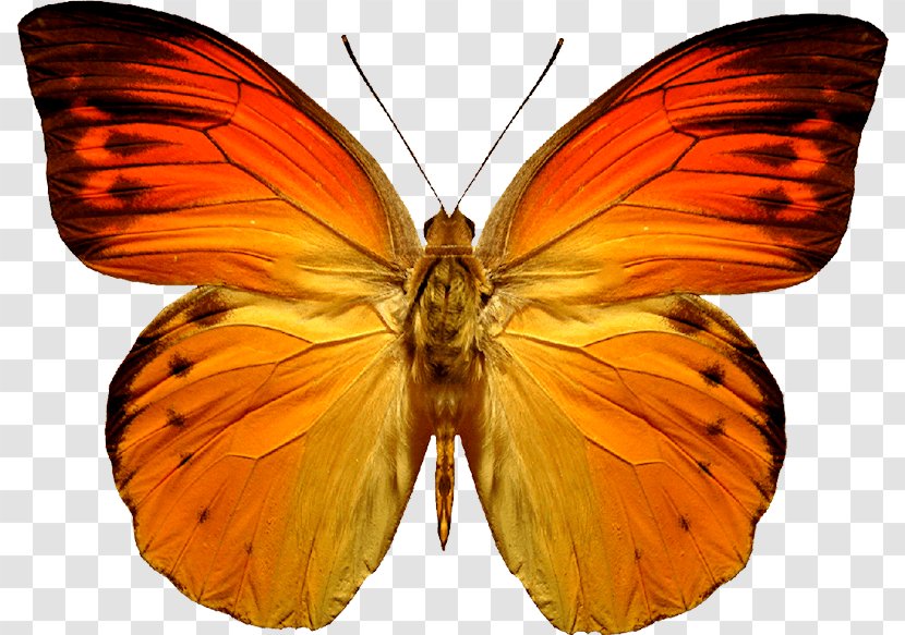 Butterfly Orange - Red - Image Transparent PNG