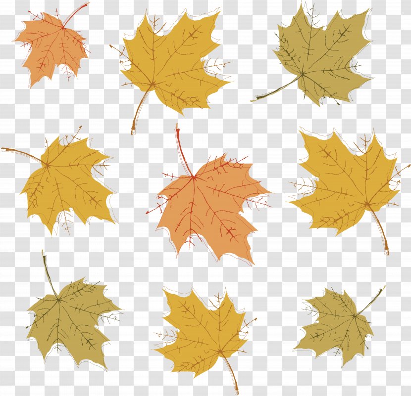 Autumn - Tree - Leaves Transparent PNG