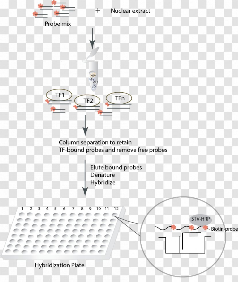 Transcription Factor Promoter NF-κB Unfolded Protein Response - Text - Dna Extraction Column Transparent PNG